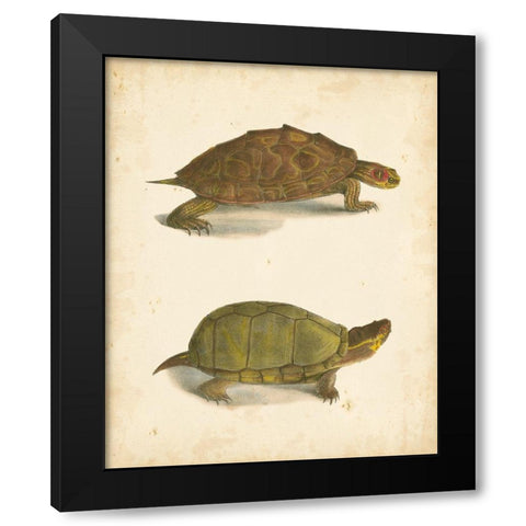 Turtle Duo IV Black Modern Wood Framed Art Print by Hill, J.W.