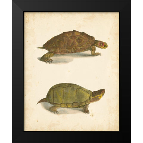 Turtle Duo IV Black Modern Wood Framed Art Print by Hill, J.W.
