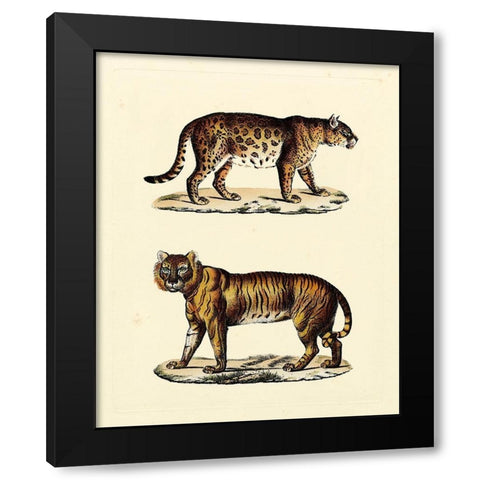 Animal Studies II Black Modern Wood Framed Art Print with Double Matting by Vision Studio
