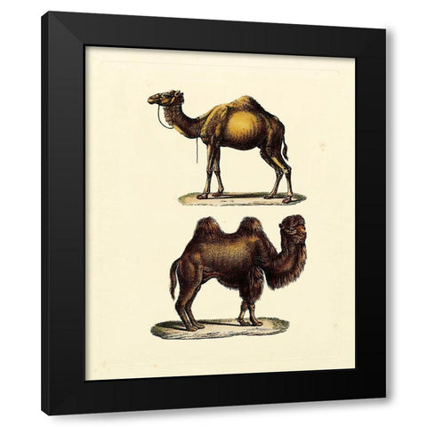 Animal Studies III Black Modern Wood Framed Art Print with Double Matting by Vision Studio