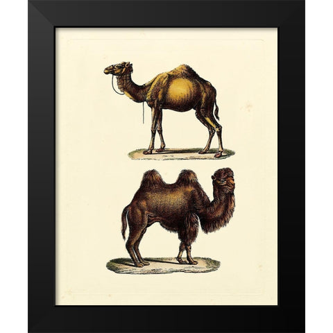 Animal Studies III Black Modern Wood Framed Art Print by Vision Studio