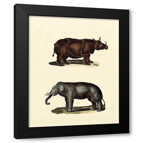 Animal Studies IV Black Modern Wood Framed Art Print with Double Matting by Vision Studio