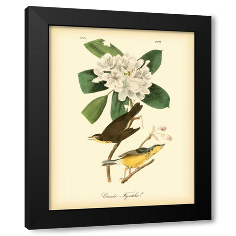 Canada Flycatcher Black Modern Wood Framed Art Print with Double Matting by Audubon, John James