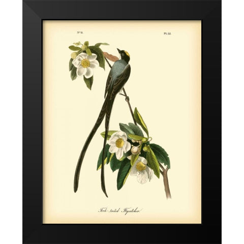 Fork-tailed Flycatcher Black Modern Wood Framed Art Print by Audubon, John James