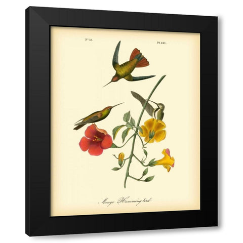 Mango Hummingbird Black Modern Wood Framed Art Print by Audubon, John James