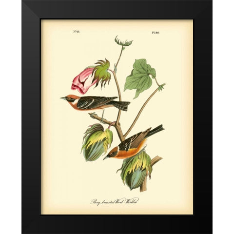 Bay Breasted Wood-Warbler Black Modern Wood Framed Art Print by Audubon, John James