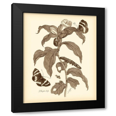 Nature Study in Sepia I Black Modern Wood Framed Art Print by Merian, Maria S.