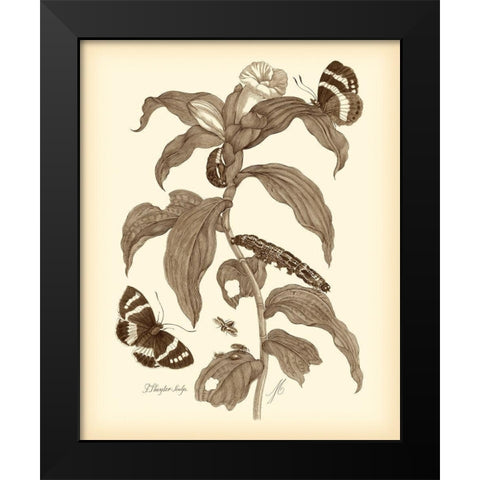 Nature Study in Sepia I Black Modern Wood Framed Art Print by Merian, Maria S.