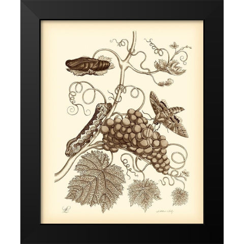 Nature Study in Sepia III Black Modern Wood Framed Art Print by Merian, Maria S.