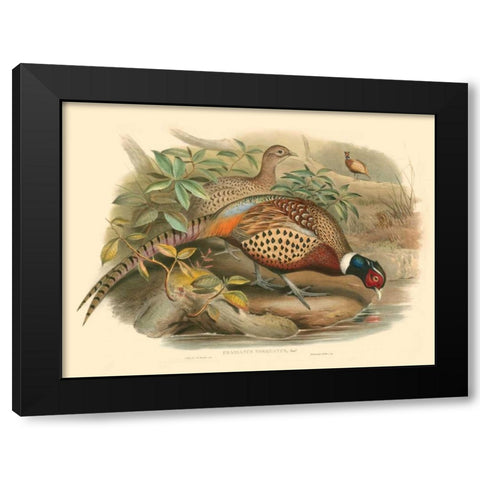Gould Pheasants I Black Modern Wood Framed Art Print with Double Matting by Gould, John