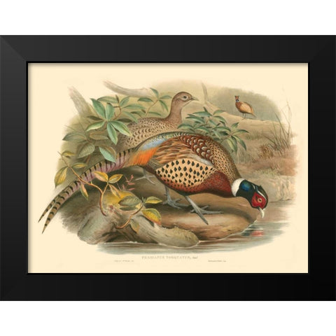 Gould Pheasants I Black Modern Wood Framed Art Print by Gould, John
