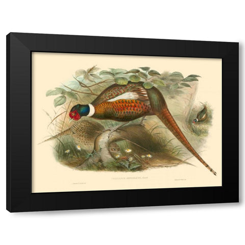 Gould Pheasants II Black Modern Wood Framed Art Print with Double Matting by Gould, John
