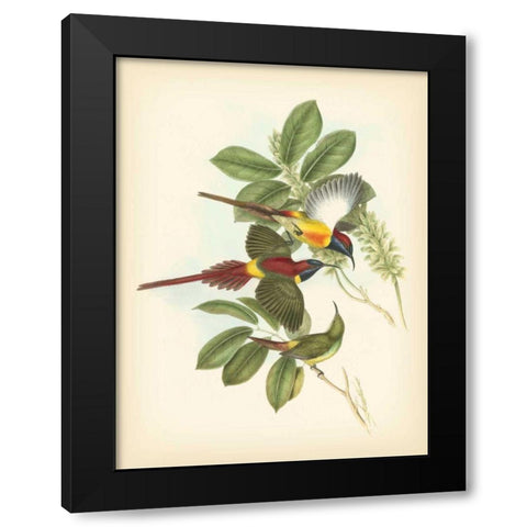 Gould Birds of the Tropics III Black Modern Wood Framed Art Print by Gould, John