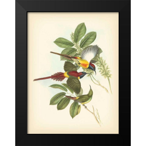 Gould Birds of the Tropics III Black Modern Wood Framed Art Print by Gould, John