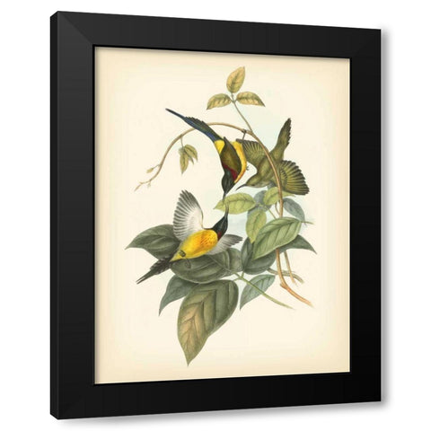Gould Birds of the Tropics IV Black Modern Wood Framed Art Print by Gould, John