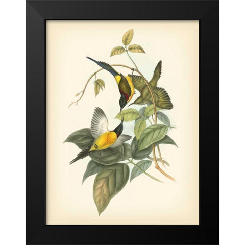 Gould Birds of the Tropics IV Black Modern Wood Framed Art Print by Gould, John