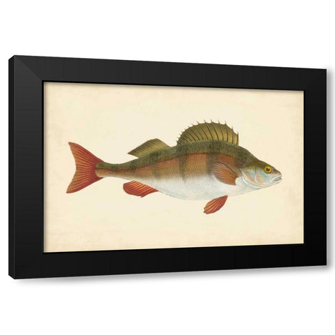Donovan Antique Fish I Black Modern Wood Framed Art Print by Donovan