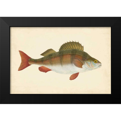 Donovan Antique Fish I Black Modern Wood Framed Art Print by Donovan