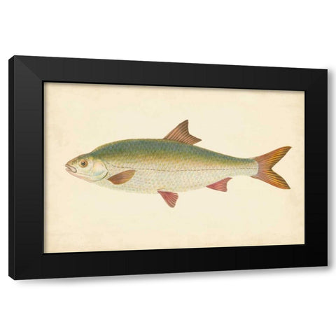 Donovan Antique Fish II Black Modern Wood Framed Art Print with Double Matting by Donovan