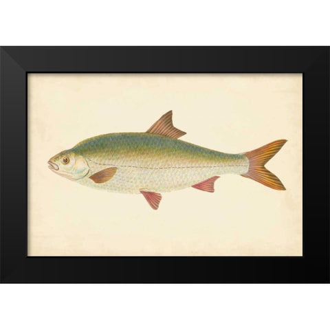 Donovan Antique Fish II Black Modern Wood Framed Art Print by Donovan