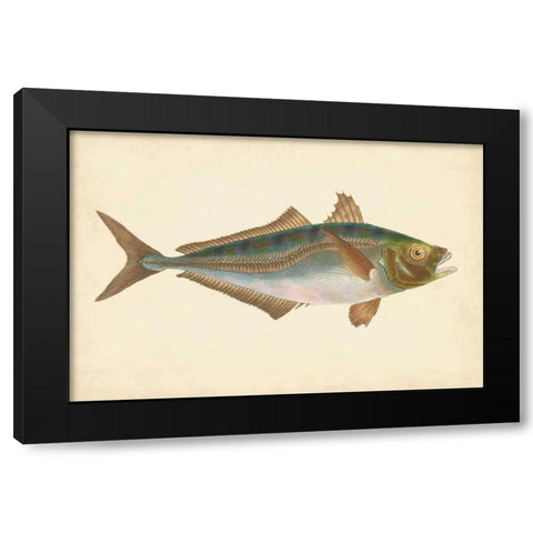 Donovan Antique Fish III Black Modern Wood Framed Art Print with Double Matting by Donovan