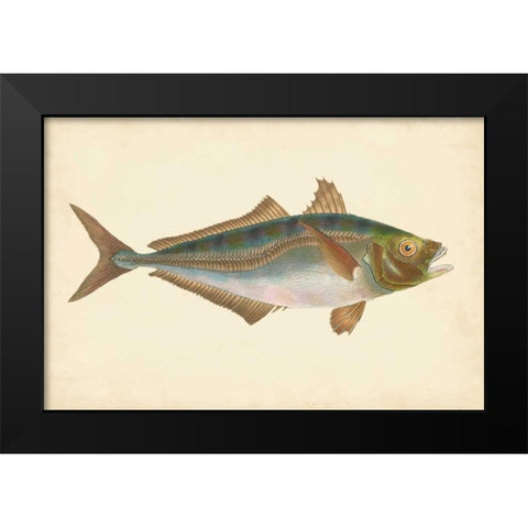 Donovan Antique Fish III Black Modern Wood Framed Art Print by Donovan