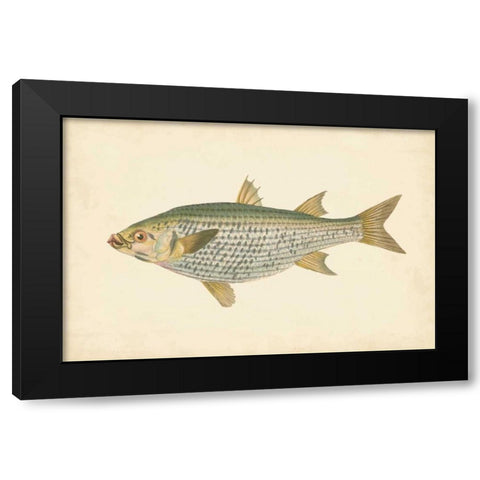 Donovan Antique Fish IV Black Modern Wood Framed Art Print with Double Matting by Donovan