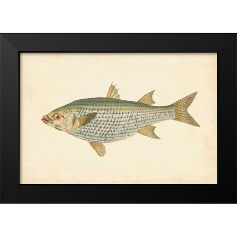 Donovan Antique Fish IV Black Modern Wood Framed Art Print by Donovan