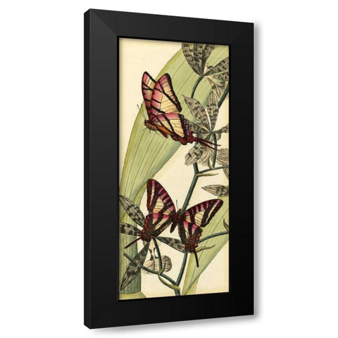 Butterfly Beauty II Black Modern Wood Framed Art Print by Vision Studio
