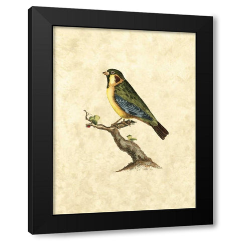 Selby Birds II Black Modern Wood Framed Art Print with Double Matting by Selby, John