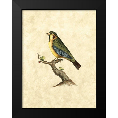 Selby Birds II Black Modern Wood Framed Art Print by Selby, John