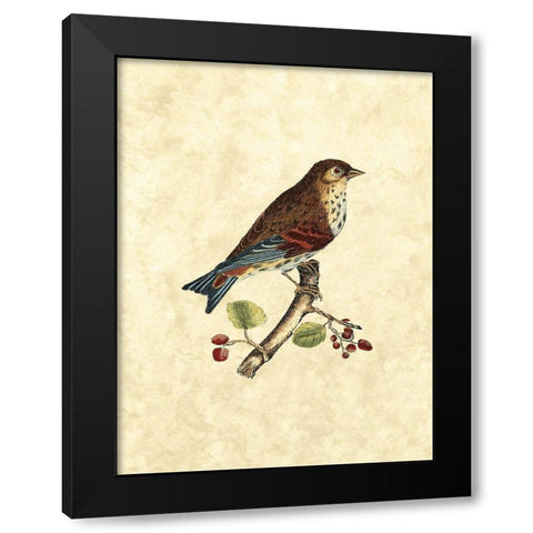 Selby Birds III Black Modern Wood Framed Art Print by Selby, John