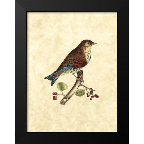 Selby Birds III Black Modern Wood Framed Art Print by Selby, John
