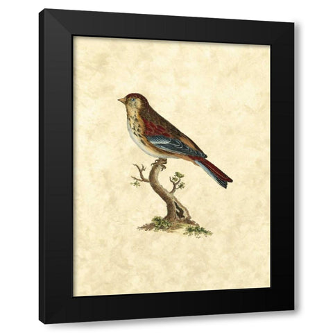 Selby Birds IV Black Modern Wood Framed Art Print by Selby, John