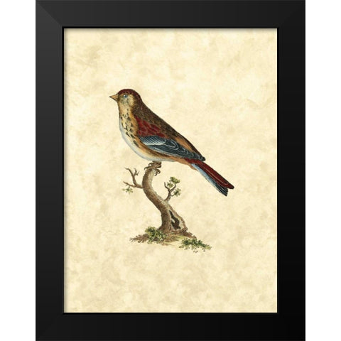 Selby Birds IV Black Modern Wood Framed Art Print by Selby, John