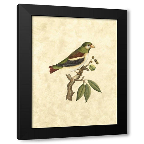 Selby Birds V Black Modern Wood Framed Art Print with Double Matting by Selby, John