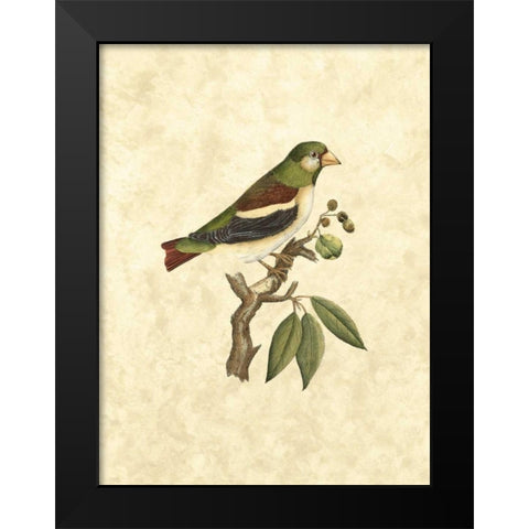 Selby Birds V Black Modern Wood Framed Art Print by Selby, John