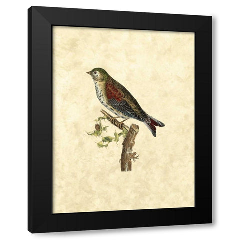 Selby Birds VI Black Modern Wood Framed Art Print with Double Matting by Selby, John