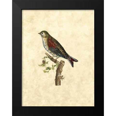 Selby Birds VI Black Modern Wood Framed Art Print by Selby, John
