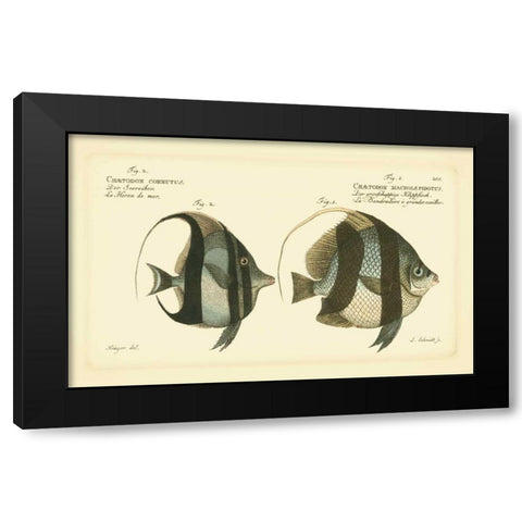 Bloch Antique Fish I Black Modern Wood Framed Art Print by Bloch