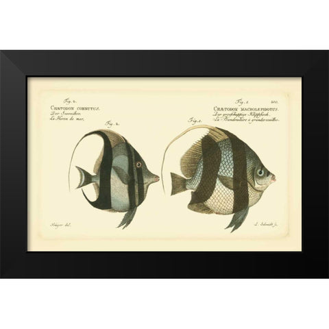 Bloch Antique Fish I Black Modern Wood Framed Art Print by Bloch