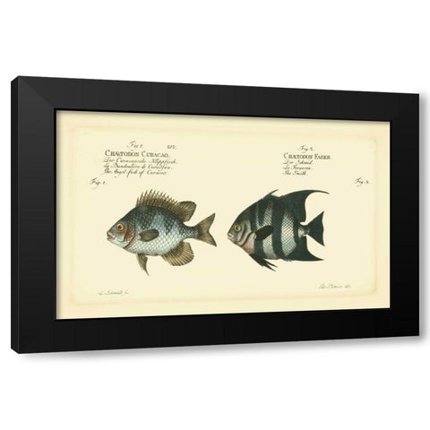 Bloch Antique Fish II Black Modern Wood Framed Art Print with Double Matting by Bloch