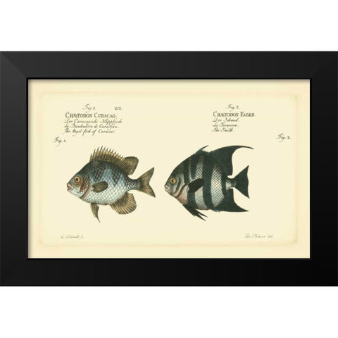 Bloch Antique Fish II Black Modern Wood Framed Art Print by Bloch