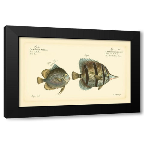 Bloch Antique Fish III Black Modern Wood Framed Art Print with Double Matting by Bloch
