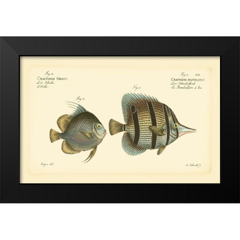 Bloch Antique Fish III Black Modern Wood Framed Art Print by Bloch
