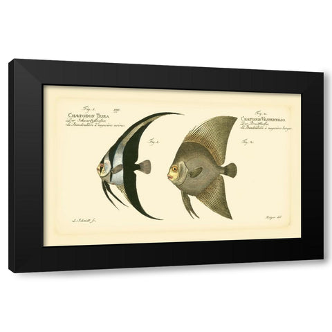 Bloch Antique Fish IV Black Modern Wood Framed Art Print with Double Matting by Bloch