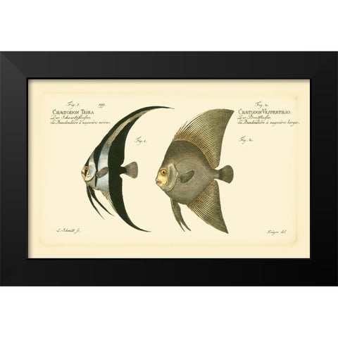 Bloch Antique Fish IV Black Modern Wood Framed Art Print by Bloch