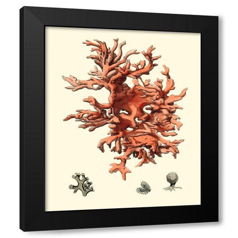 Red Coral III Black Modern Wood Framed Art Print by Vision Studio