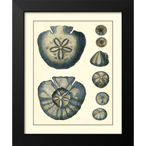 Antique Blue Sanddollar Black Modern Wood Framed Art Print by Vision Studio