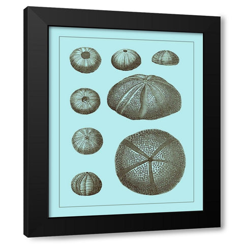 Tinted Shells on Aqua II Black Modern Wood Framed Art Print with Double Matting by Vision Studio